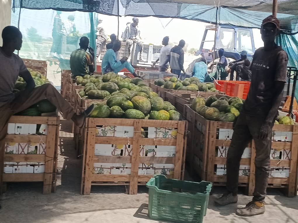 BambaZZ Agro Consulting
