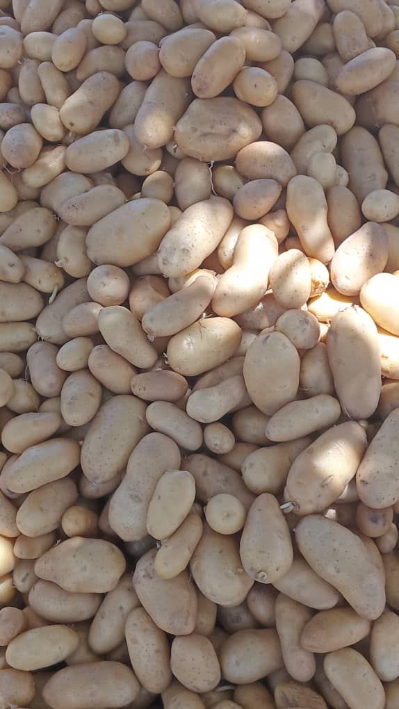 BambaZZ Agro Consulting