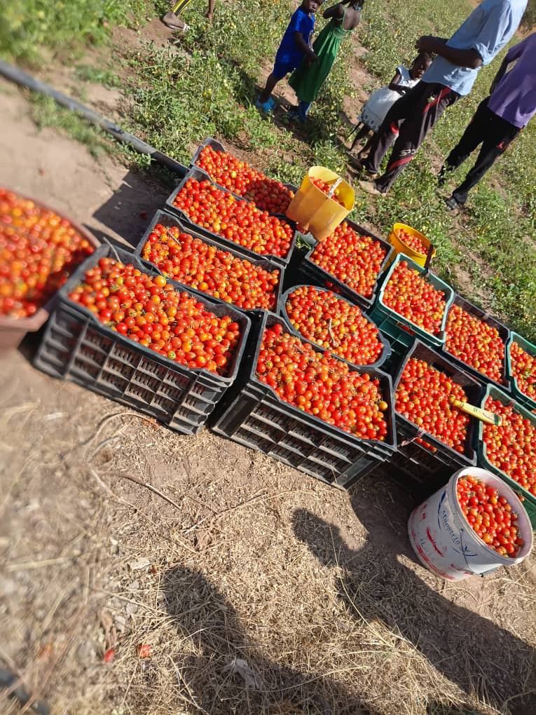 BambaZZ Agro Consulting