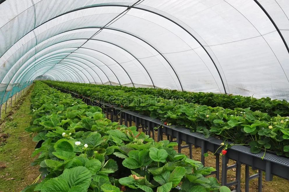 BambaZZ Agro Consulting
