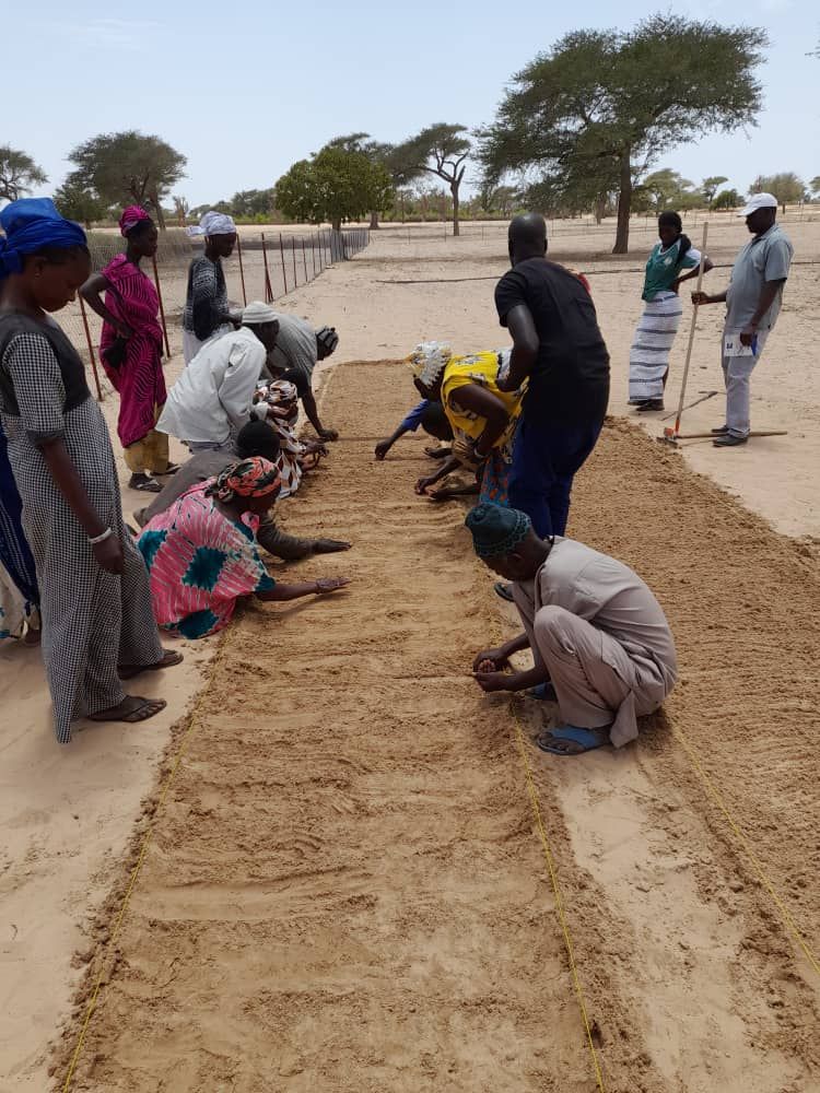 Réalisation BambaZZ Agro Consulting