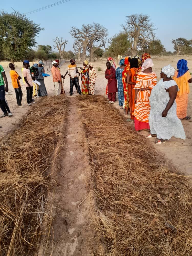 Réalisation BambaZZ Agro Consulting