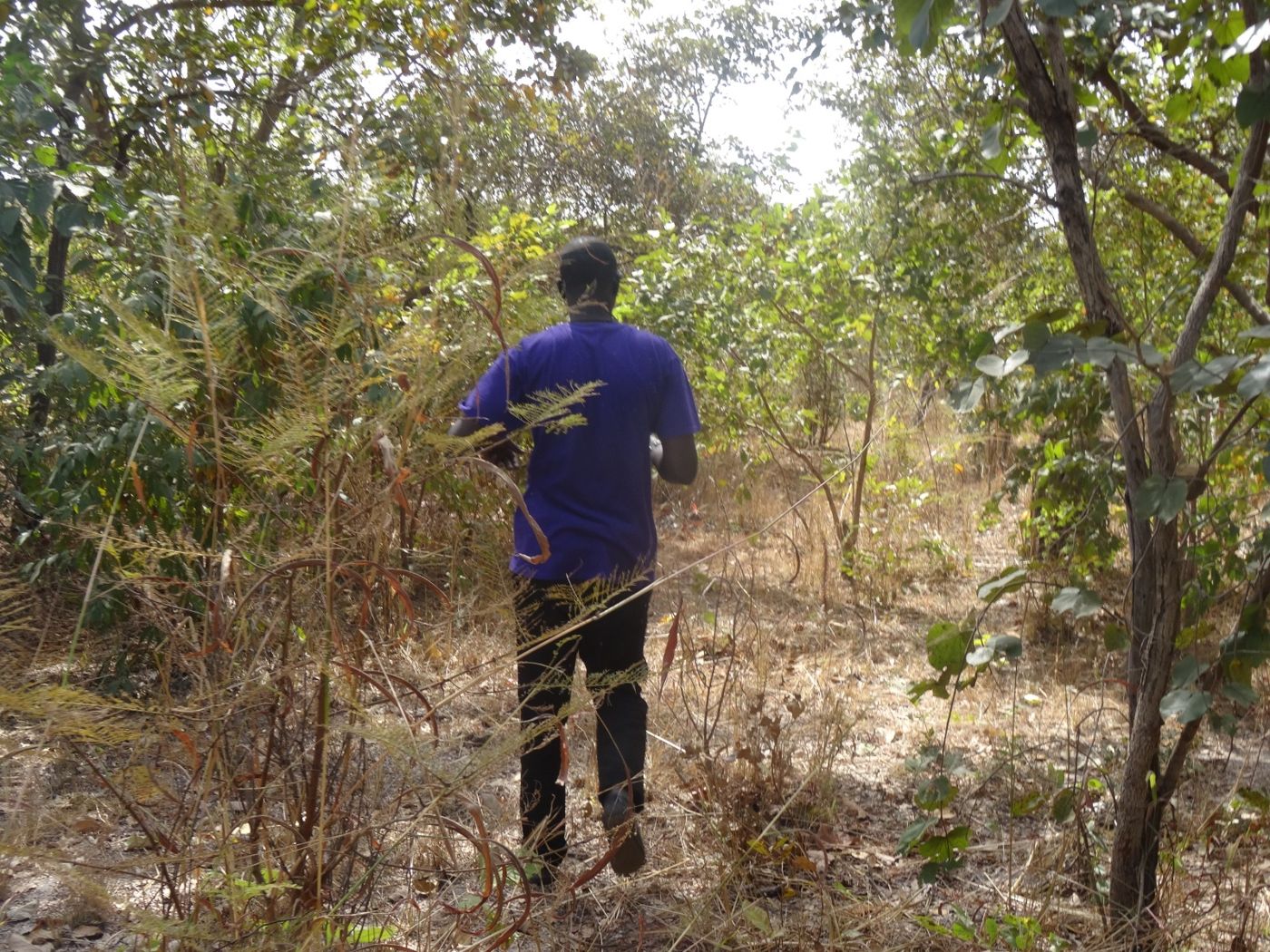 Réalisation BambaZZ Agro Consulting